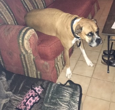 Jackson, a boxer, steps gingerly off the sofa