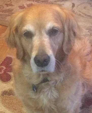 Cali, a golden retriever, looks very sad