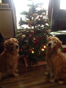 Cali and Dora sit by the Christmas tree