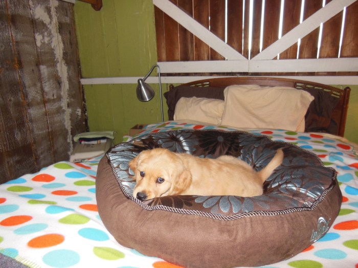 10-week old Cali, a golden retriever, lies on a brown dog bed