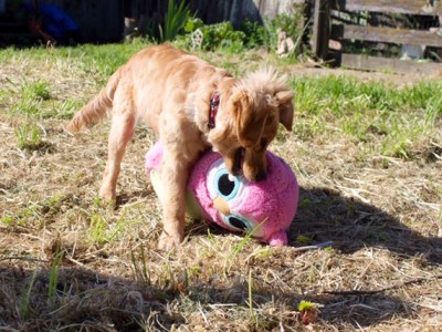 A much-younger Cali struggles to hold a large pink stuffed owl