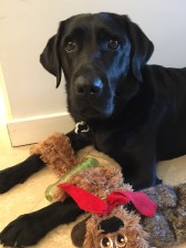 Koala, a black Lab, considers playing with one of everal toys