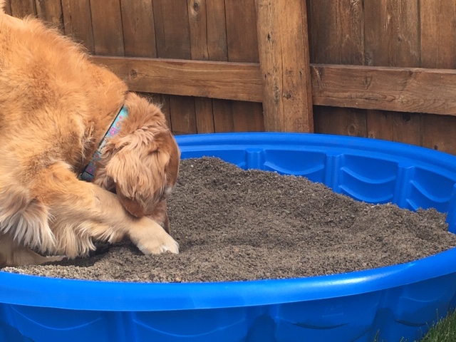 Cali, a golden retriever, digs in the sand in her kiddie pool digging pit