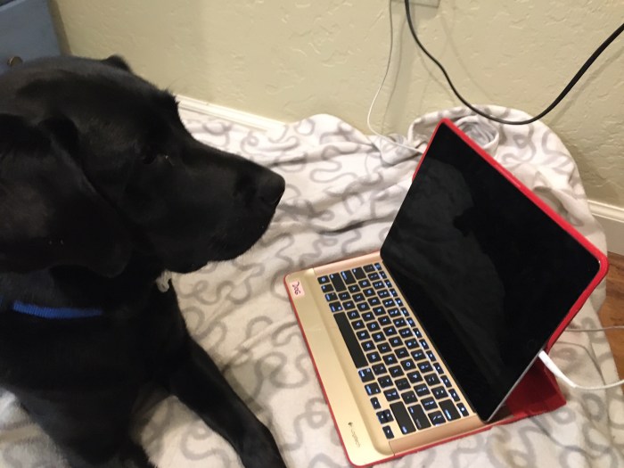 Koala, a black Lab, studies her iPad
