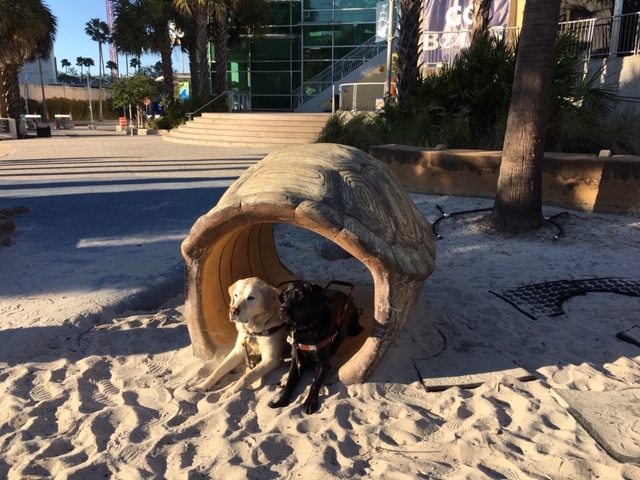 Yellow Lab Ryan and bBlack lab Koala relax in a play tunnel