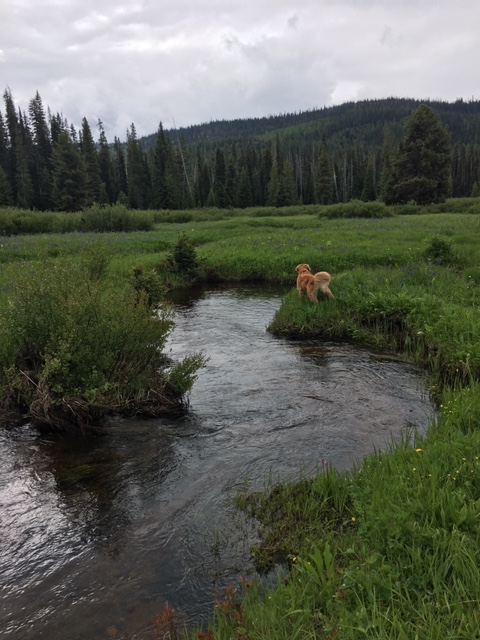 Golden retriever Cali stands at the edge of a river