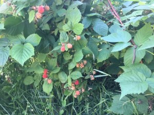 A few ripe berries on the raspberry canes