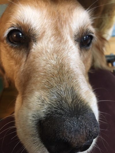 a close up shows cali's nose. Cali is a golden retriever.