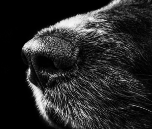 close up of dog nose