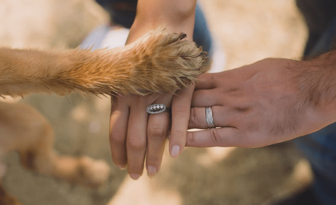 a dog paw and two human hands connect
