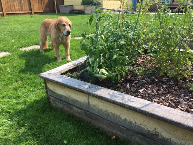 Golden retriever Cali eyes the tomato plants