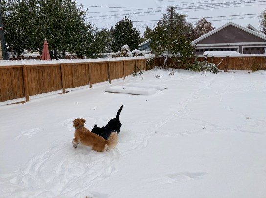 Black Labrador Koala and golden retriever Cali romp in a snowy yard