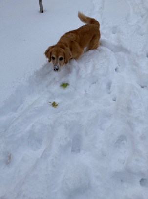 Golden retriever Cali, with snow on her nose, looks for her buried tennis ball
