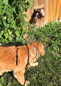 Golden retriever Cali looks at the two dogs peering through a fence window