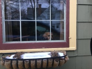 Golden retriever Cali peers out a large window