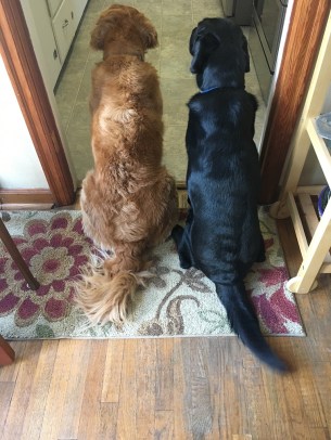 A back view of golden Cali and lab Koala as they watch the human prepare their dinner