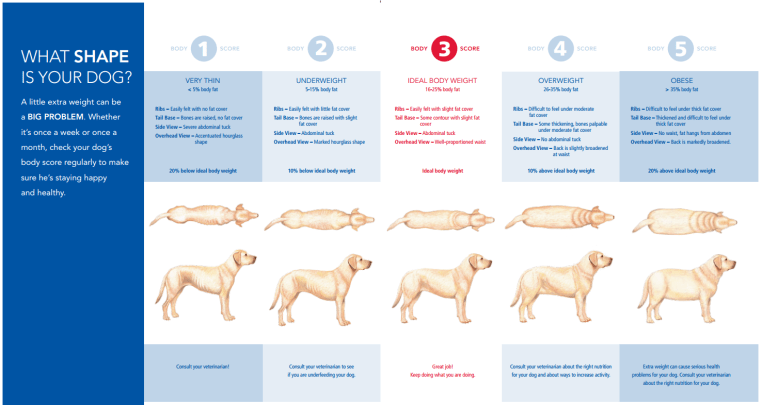 Chart shows range of dogs and cats from too thin to obese