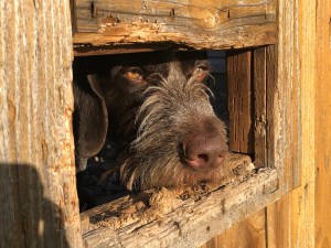 A brown dog peers through a rectangular hole in a wooden fence