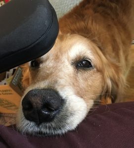 Golden retriever Cali rests her head on my knee to tell me it is time to stop working