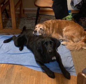 Golden Cali rests her chin on black Lab Koala's back