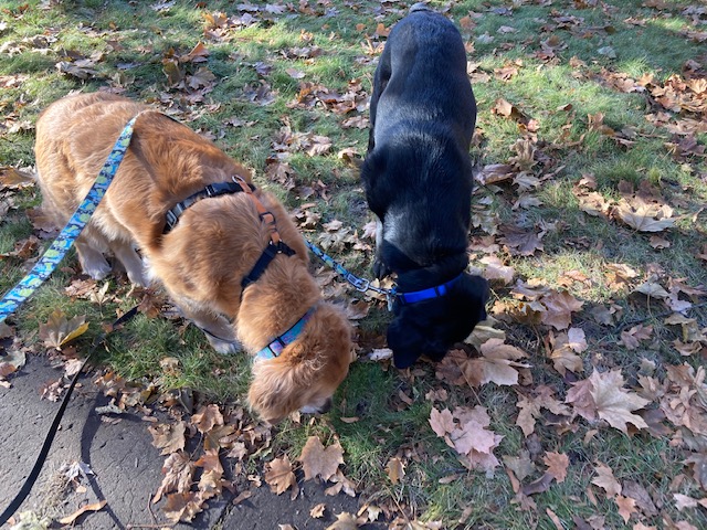 Golden Cali and Lab Koala sniff deeply at the grass and leaves