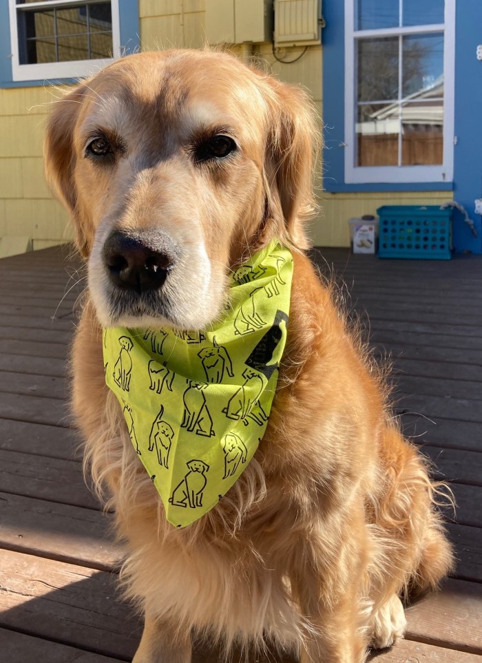 Golden retriever Cali wears her yellow Morris Foundation study bandana, with drawings of golden retrievers all over it