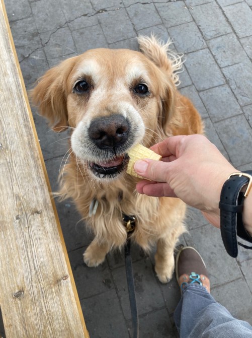Golden retriever Cali eats an ice-cream cone.