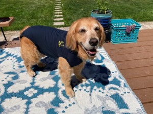 Golden retriever Cali wears a navy blue onesie