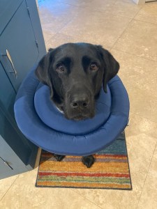 Koala wears a soft neck ring