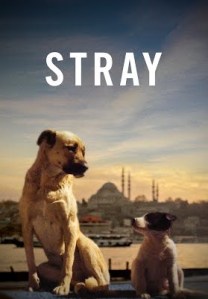 A tan dog and black and white puppy sit with Istanbul's skyline in the background