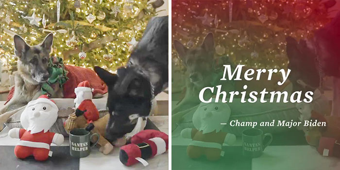 Champ and Major Biden, both German Shepherds, adorned the White House christmas card