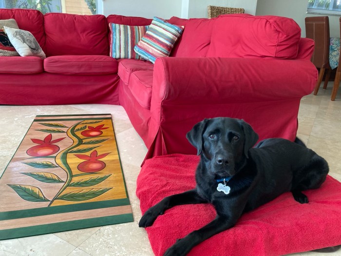 Black Lab Koala rests on her bed, next to the forbidden sofa