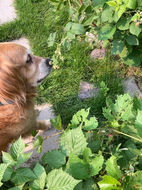 Golden retriever Cali sniffs to check whether any berries are ready