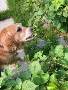 Cali plucks ripe berries from a mixed cluster, leaving green ones behind