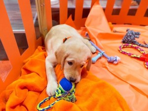 Wrangler, a yellow Lab puppy, chews on a tennis ball toy in an orange pen