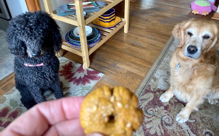 Black poodle Maisy and golden retriever Cali wait for a bagel shaped dog treat