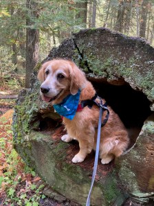 Cali, a golden retriever, poses in the hollow center of a fallen cedar tree