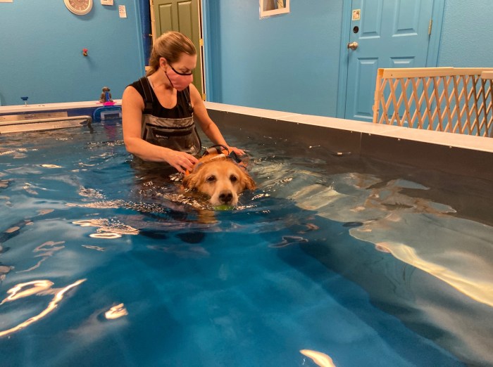 Golden retriever Cali with swim therapist Varen in a stainless steel swimming pool