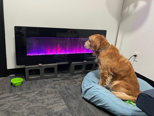 Golden retriever Cali watches the purple "flames" of an electric fireplace