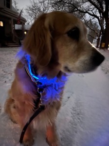 Golden retriever Cali wears a blue lighted collar