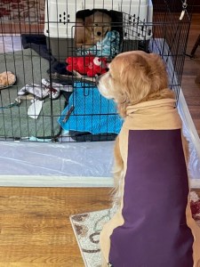 Golden Cali, wearing a purple sweater, stares at the ex pen and its occupant, 10-week-old golden puppy Orly