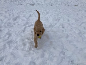 Orly, a 10-week-old golden retriever, plays in the snow