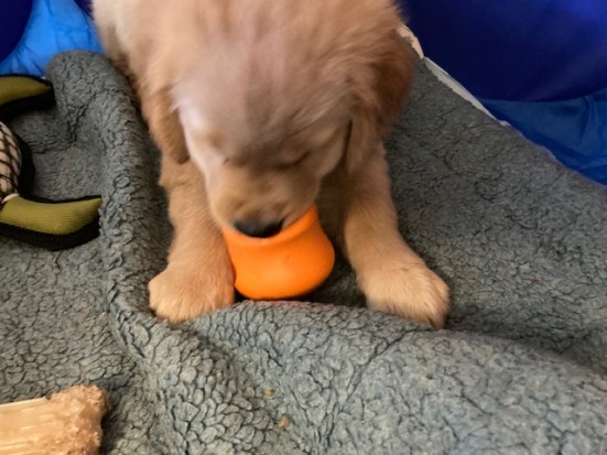 10-week-old Orly, a golden retriever, eats from an orange treat toy