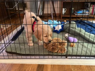 Orly examines a sloth toy in her exercise pen