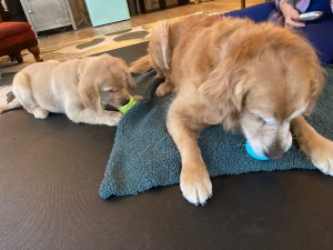 3 month old Orly and 9 year old Cali, both golden retrievers, empty their Toppl food toys