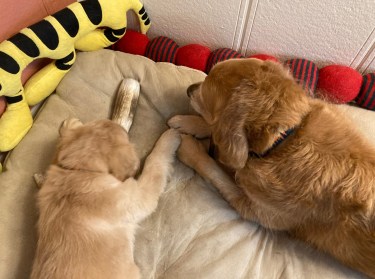 Puppy Orly and big sister Cali, both golden retrievers, relax on a dog bed