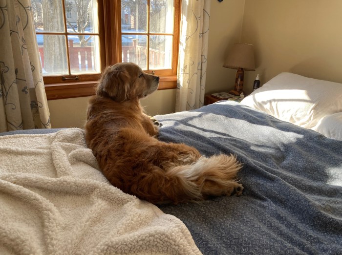 Golden retriever Cali relaxes on the people bed, a no-puppy zone