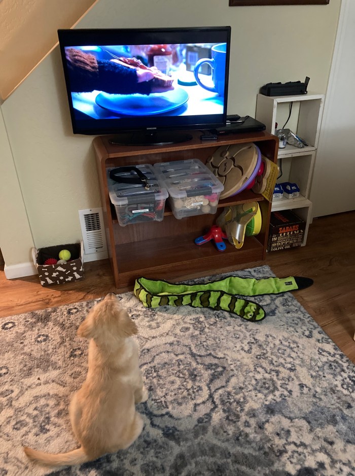 Golden retriever puppy Orly stares attentively at the TV.