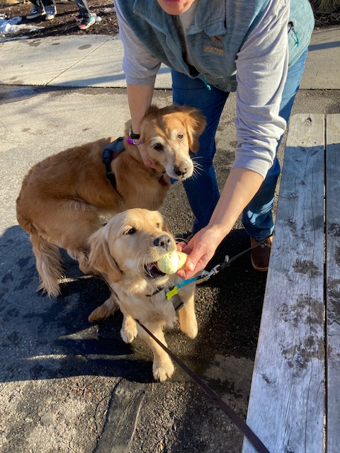 Golden Cali watches puppy Orly bite an ice cream cone