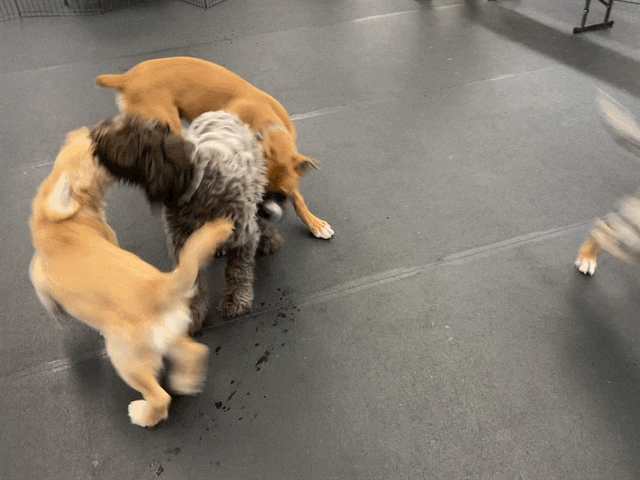 Golden puppy Orly plays with her pals a tan boxer and a wirehaired pointing griffon